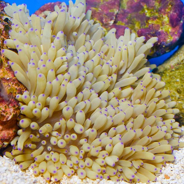 Sebae Anemone Sebae Anemone